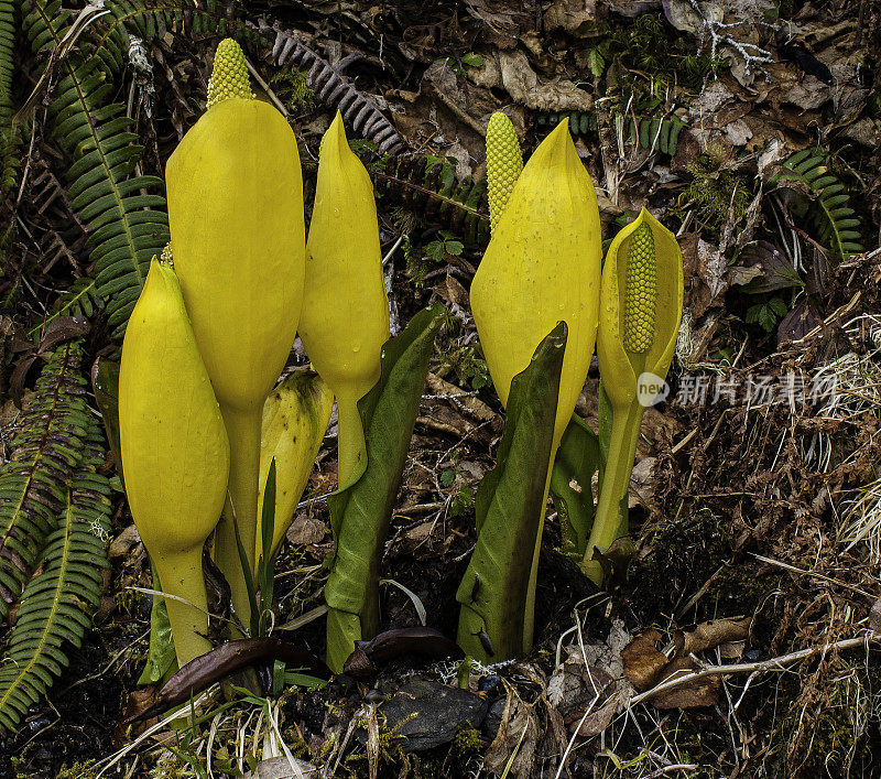 西部臭鼬卷心菜(Lysichiton americanus)，也被称为黄臭鼬卷心菜或沼泽灯笼，是一种发现于沼泽和潮湿的树林，沿着溪流和其他潮湿的地区的太平洋西北地区，它是少数土著物种之一